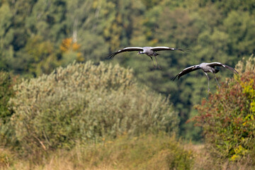Kranichpaar im Anflug auf ein abgeerntetes Maisfeld