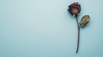 Elegant red rose on a classic blue backdrop, timeless symbol of love, romance, and beauty. ideal for valentine's day or anniversaries.