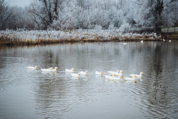 Winter Wonderland A Beautiful, Serene Scene Depicts Ducks Gracefully Swimming in a Frosty Pond Surrounded by Winters Charm and Magic