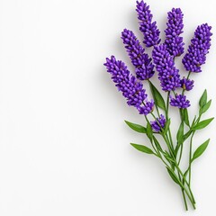 Obraz premium A photostock of a bunch of lavender flowers on a white background, aromatic and calming.
