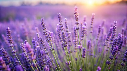 Obraz premium Aromatic lavender field with tall, slender plants swaying gently in the breeze, floral fields, blooming wildflowers, wildflowers, farm fields, green hills