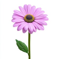 Fototapeta premium A photostock of a pink echinacea flower on a white background, delicate and floral.