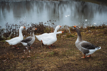 A beautiful group of geese gathered peacefully near a calm and serene body of water, showcasing their natural habitat and ecosystem