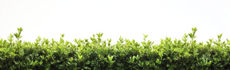 Obraz premium Vibrant Green Foliage Border