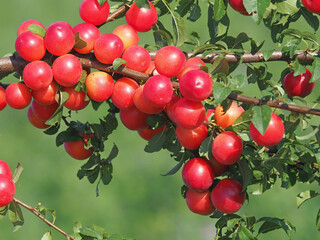 Plum branch with ripe fruits, Red mirabelle, Prunus cerasifera
