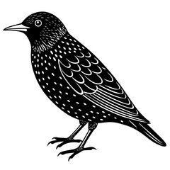 European starling silhouette vector illustration on a white background