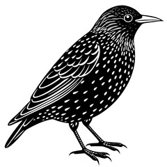 European starling silhouette vector illustration on a white background