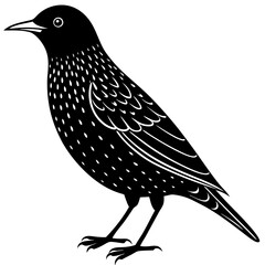 European starling silhouette vector illustration on a white background
