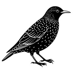 European starling silhouette vector illustration on a white background