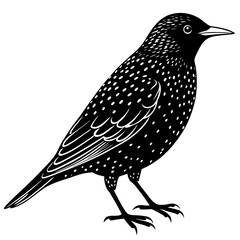 European starling silhouette vector illustration on a white background