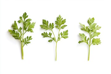 Three carrot vegetables isolated on a white background. 