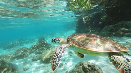 Sea Turtle Swimming in Tropical Waters