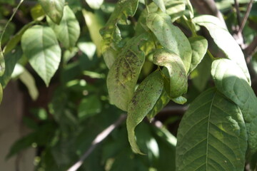 green beans on a tree