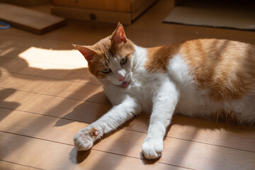 床に寝そべる可愛い猫　茶トラ白