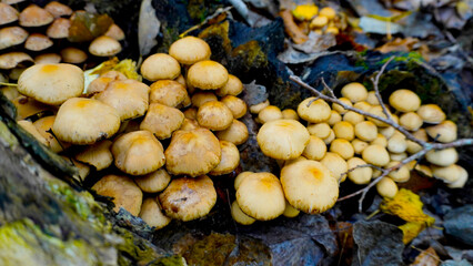 Enchanted Mushroom Forest Podium: A whimsical 3D render of a yellow podium nestled amongst a vibrant forest of mushrooms, bathed in warm, inviting light. Perfect for showcasing autumn or nature-themed