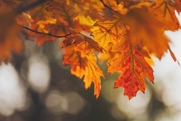 A closeup of black oak leaves on a tree in a field under the sunlight in autumn. Autumn colorful bright Leaves swinging in a tree in autumnal Park. Autumn colorful background, fall backdrop.
