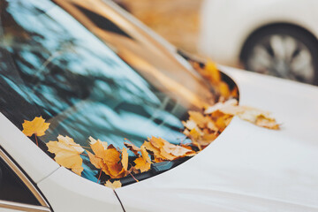 Fallen yellow maple leaves lying on car windshield and hood in sunny weather, front view, soft...