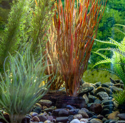 Plants with stones in an aquarium behind glass.
