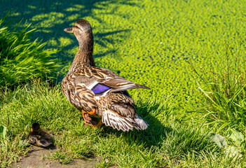 A duck with a duckling on the lake shore in close-up.