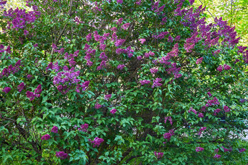 Spring branches of pink purple lilac in the garden park. Love and tenderness
