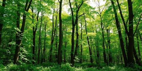 Lush green forest in spring and summer with vibrant foliage, tall trees, and sunlight filtering through the leaves, growth, fresh, environment