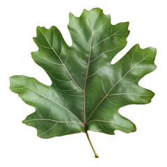 Fototapeta premium A vibrant green leaf with distinct lobes and veins, set against a dark background, highlighting its intricate texture and natural beauty.