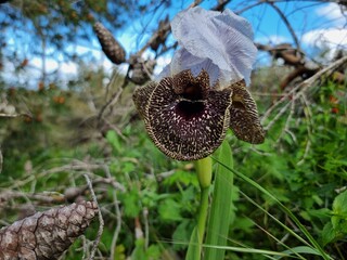 Seasonal flowerrs of Israel . 