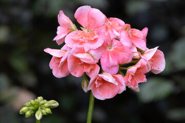 Geranium flowers growing in flower bed
