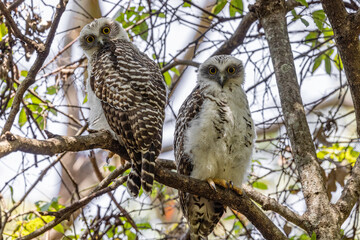Fledgling Australian Powerful Owls roost in tree canopy by day