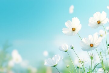 Field of White Daisies Against Clear Blue Sky