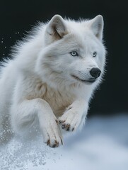Obraz premium Arctic white wolf jumps under sunlight over rocks on snowy terrain