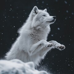 Obraz premium Arctic white wolf jumps under sunlight over rocks on snowy terrain