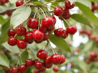 Ripe red cherries hanging in clusters on a leafy cherry tree branch, fruit, juicy