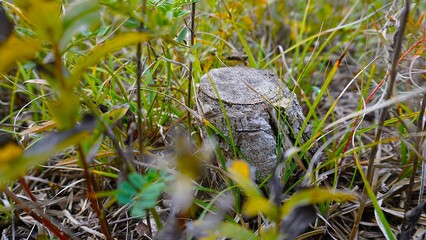 Enchanted Mushroom Forest Podium: A whimsical 3D render of a yellow podium nestled amongst a vibrant forest of mushrooms