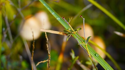 Enchanted Mushroom Forest Podium: A whimsical 3D render of a yellow podium nestled amongst a vibrant forest of mushrooms