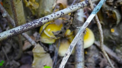 Enchanted Mushroom Forest Podium: A whimsical 3D render of a yellow podium nestled amongst a vibrant forest of mushrooms