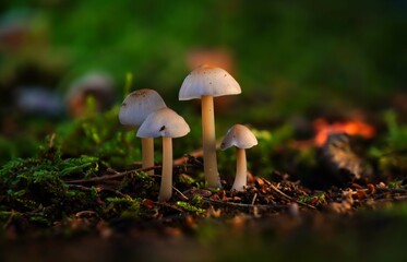 Four mushroom friends in a clearing