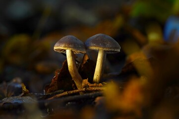 A cute couple of mushrooms grow in a clearing
