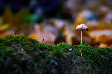 A mushroom grows on a branch in the forest