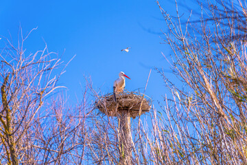 Red-billed stork watching from the top of its nest of branches surrounded by dry tree branches under a clear blue sky and another stork flying in the distance.