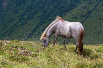 Beautiful horses grazing on the peaks of the Austrian Alps