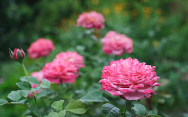 A pink color roses blowing in the wind