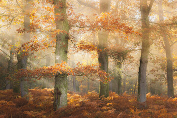 Sunlight beams through the enchanting autumn forest in Perthshire, Scotland, illuminating golden...