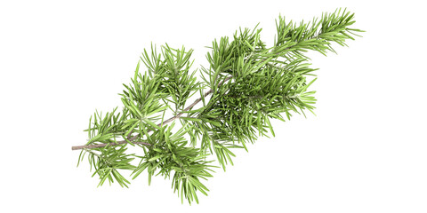  green pine branches isolated on white