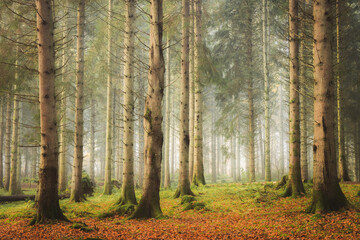 A misty autumn morning in a tranquil pine forest at Kinclaven, Perthshire, with soft light filtering through the trees and vibrant fall colors adding an enchanting touch to the serene landscape.
