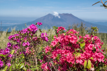 Obraz premium 高峠の山頂から桜島をバックにピンクと赤紫のツツジの花