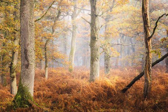 Enchanting autumn forest in Perthshire, Scotland, with European oak trees enveloped in misty, ethereal morning light.