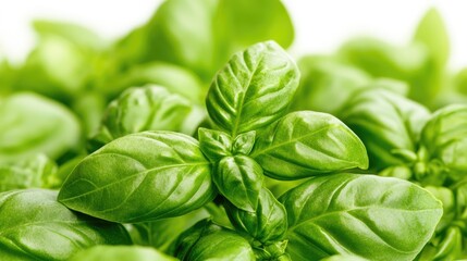 Fototapeta premium Close up of vibrant green basil leaves on a white background