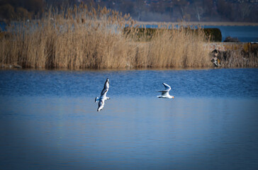 Seagulls over the lake.