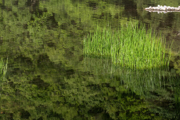 緑の森の写り込んだ水面と水草